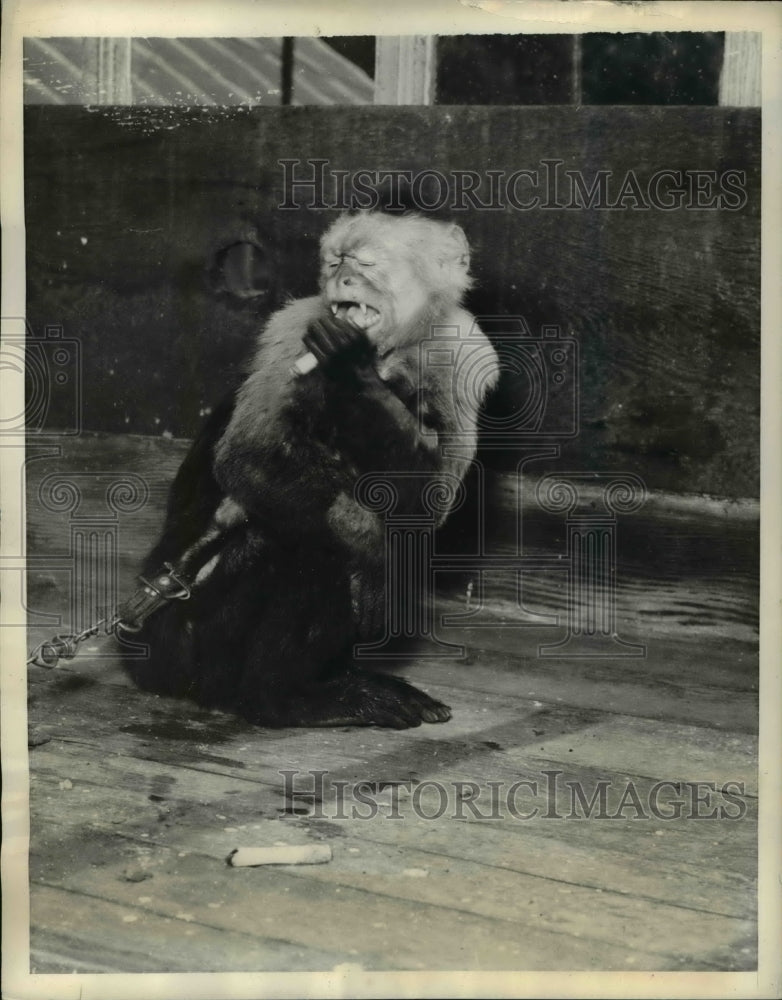 1937 Press Photo Mike the monkey at a zoo