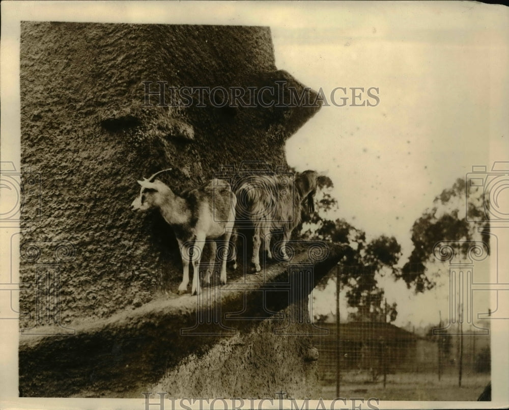 1935 Press Photo San Diego Calif mountain goats at the zoo
