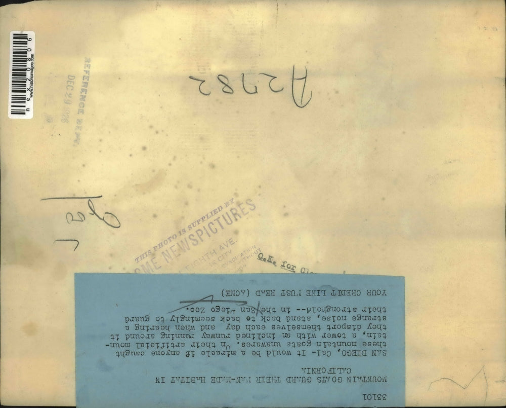 1935 Press Photo San Diego Calif mountain goats at the zoo