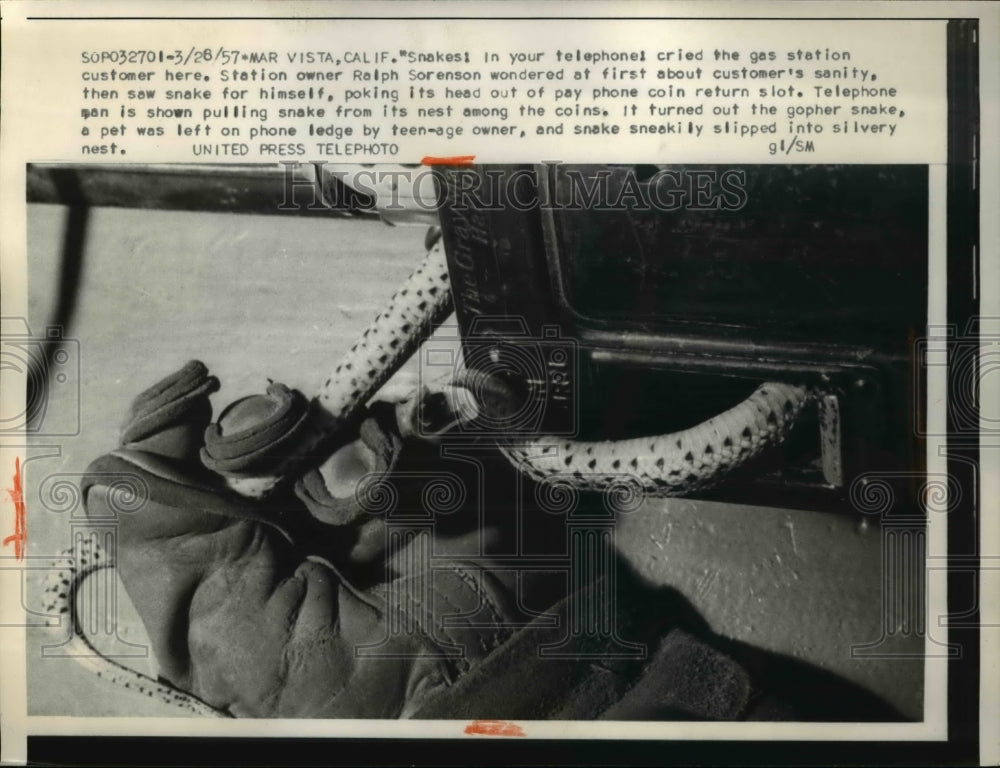 1957 Press Photo Snakes in Telephone Station Owner Ralph Sorenseon