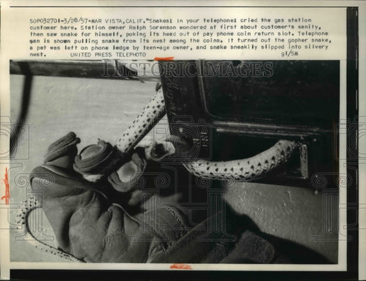 1957 Press Photo Snakes in Telephone Station Owner Ralph Sorenseon