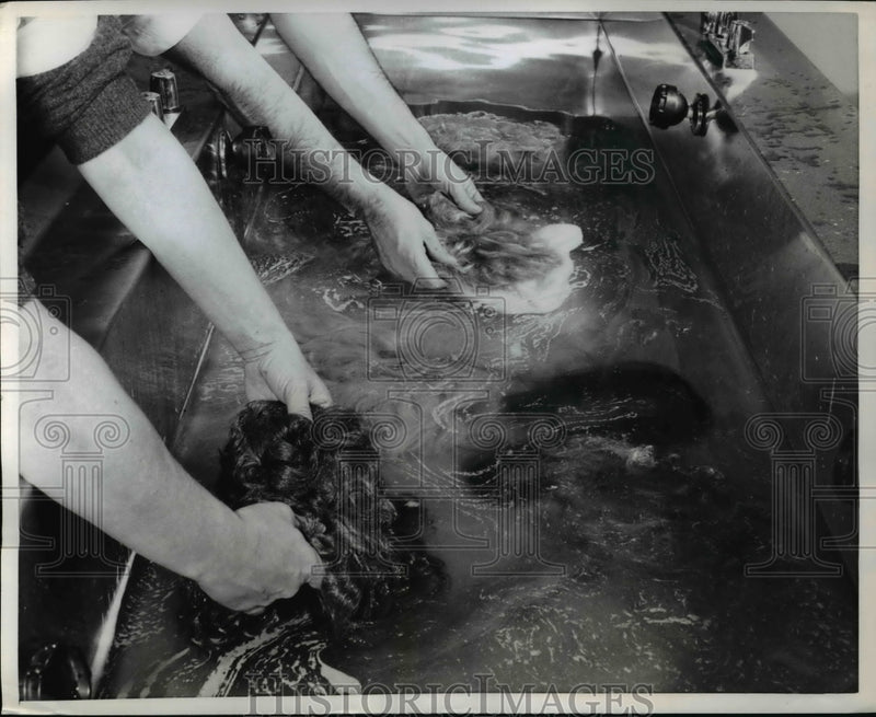 Load image into Gallery viewer, 1958 Press Photo wigs are treated carefully like hair on people, shampoo cleans
