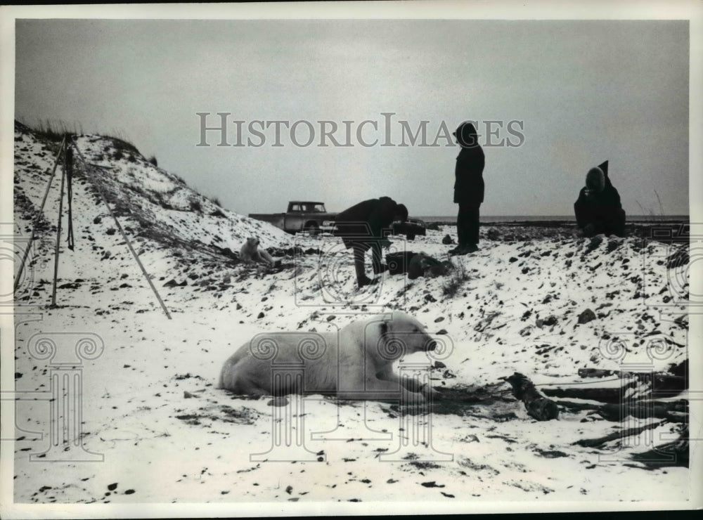 1969 Press Photo Hudson Bay Canada polar bears & Wildlife staff to measure them
