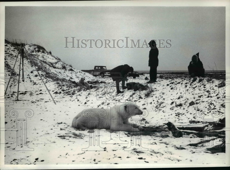 Load image into Gallery viewer, 1969 Press Photo Hudson Bay Canada polar bears &amp; Wildlife staff to measure them
