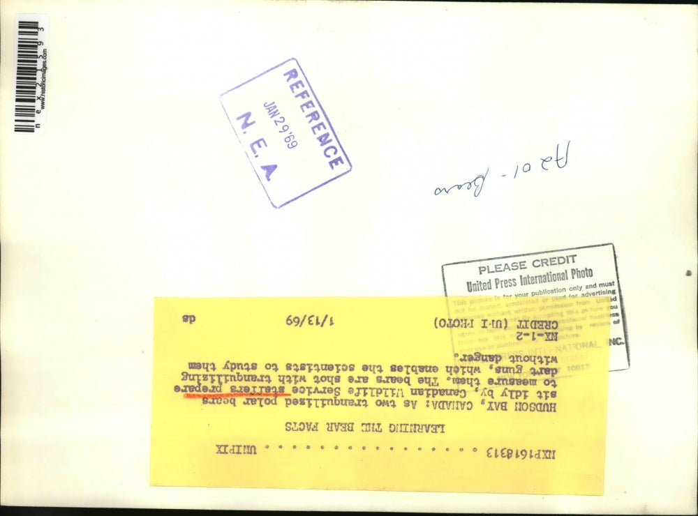 1969 Press Photo Hudson Bay Canada polar bears & Wildlife staff to measure them