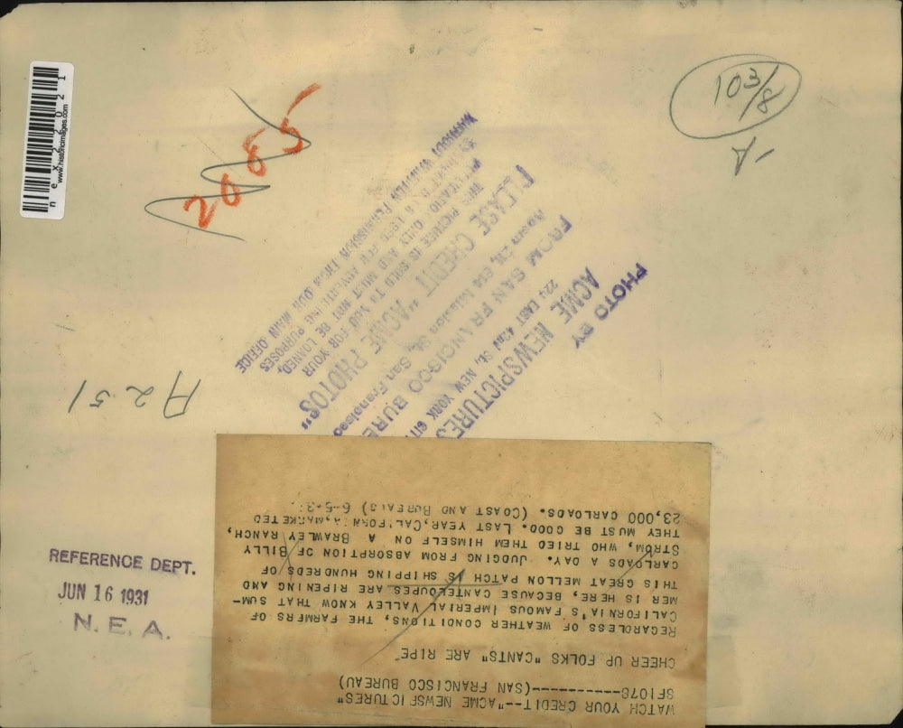 1931 Press Photo Cantenloupes Ripe Billy Strom Brawley Ranch