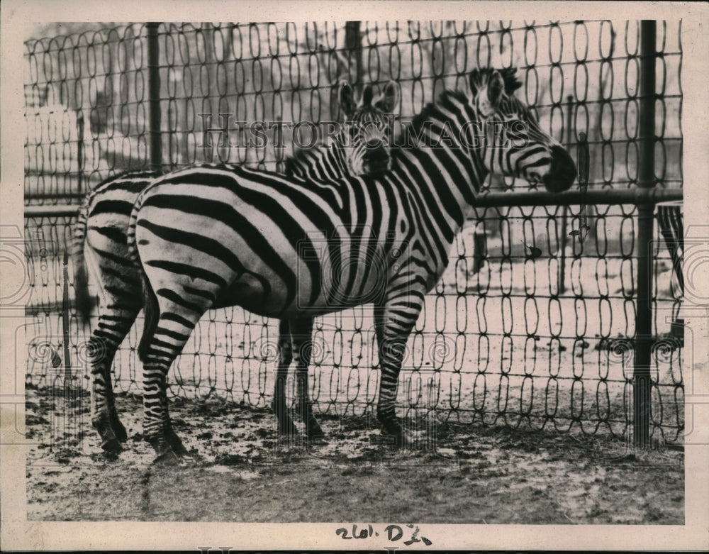 1921 Press Photo Zebras in a enclosure at a zoo
