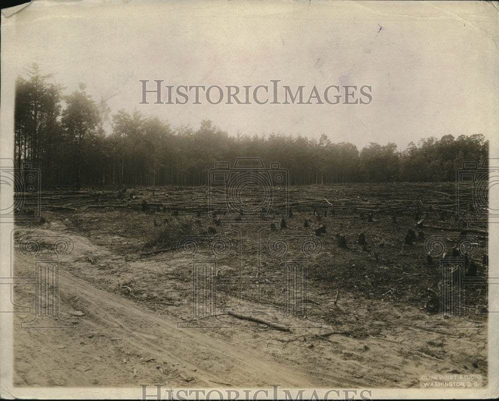 1920 Press Photo A forest area that has been logged out