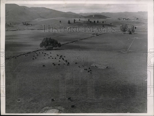 1940 Press Photo Typical New Zealand farm & animals grazing- Historic Images