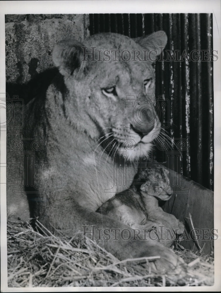 Load image into Gallery viewer, 1958 Press Photo Rome Italy A mother lioness &amp; cub at the zoo
