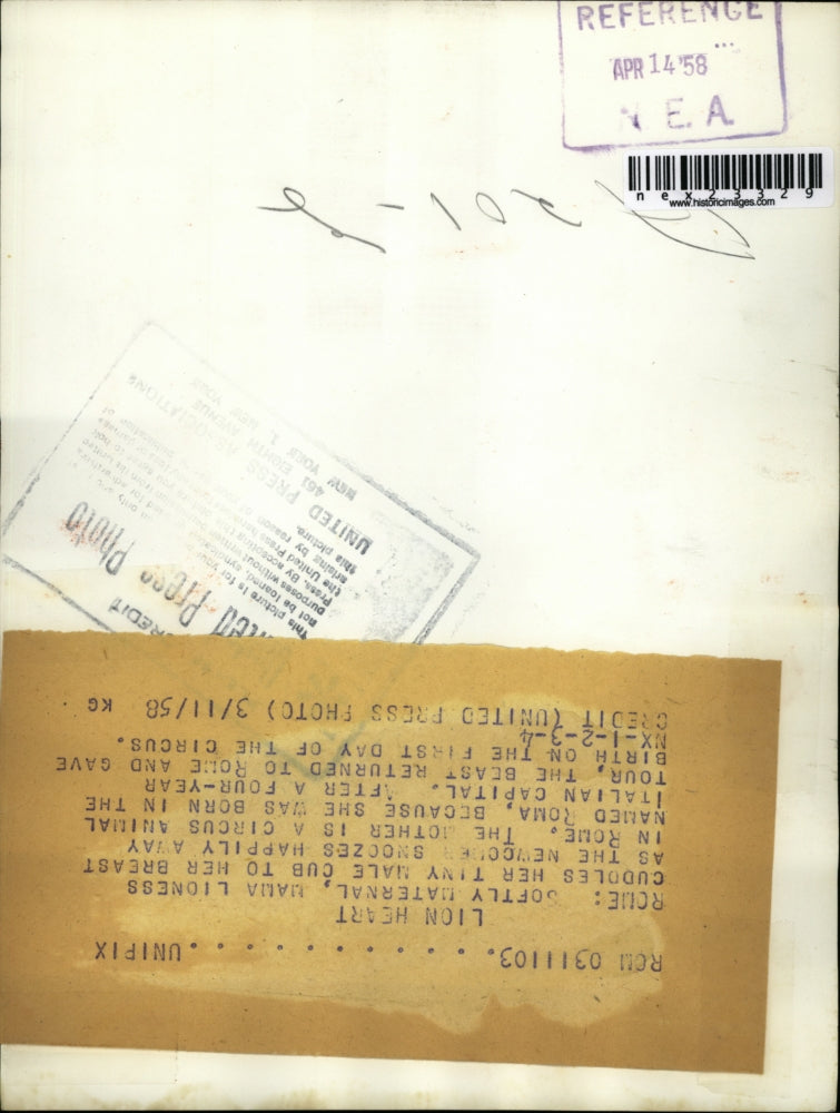 1958 Press Photo Rome Italy A mother lioness & cub at the zoo