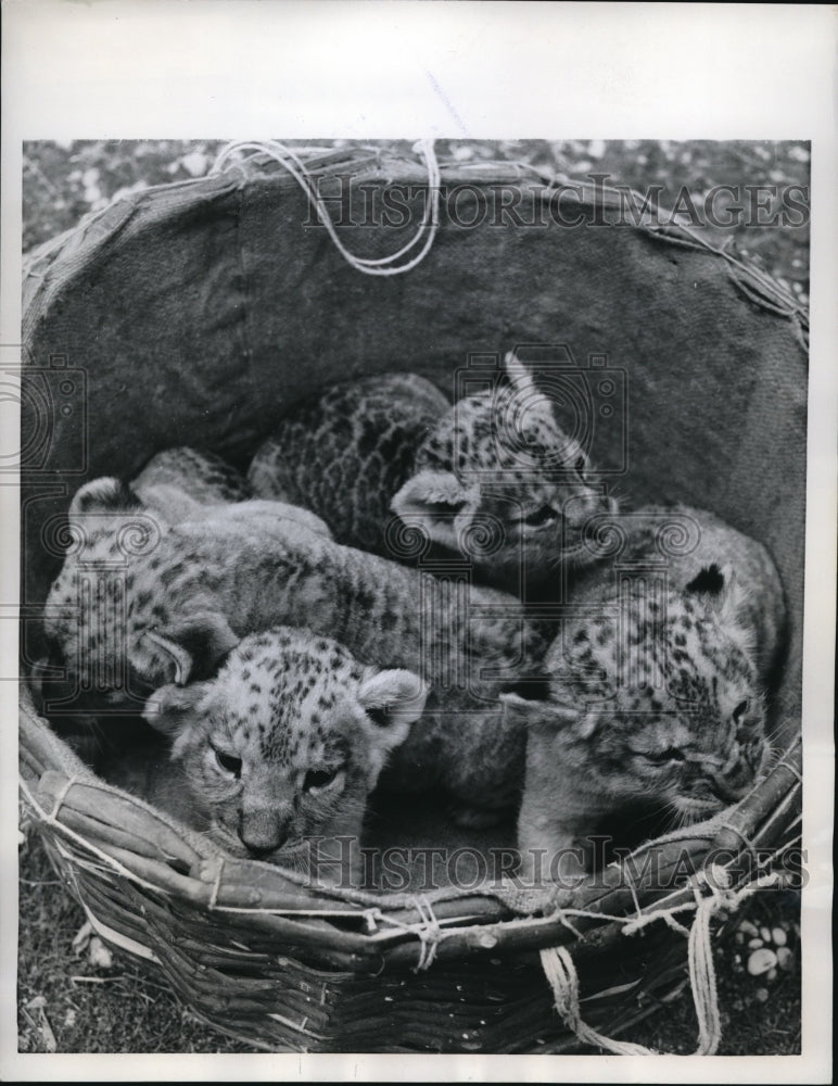 Load image into Gallery viewer, 1959 Press Photo Rome Italt A litter of 4 baby lion cubs at the zoo
