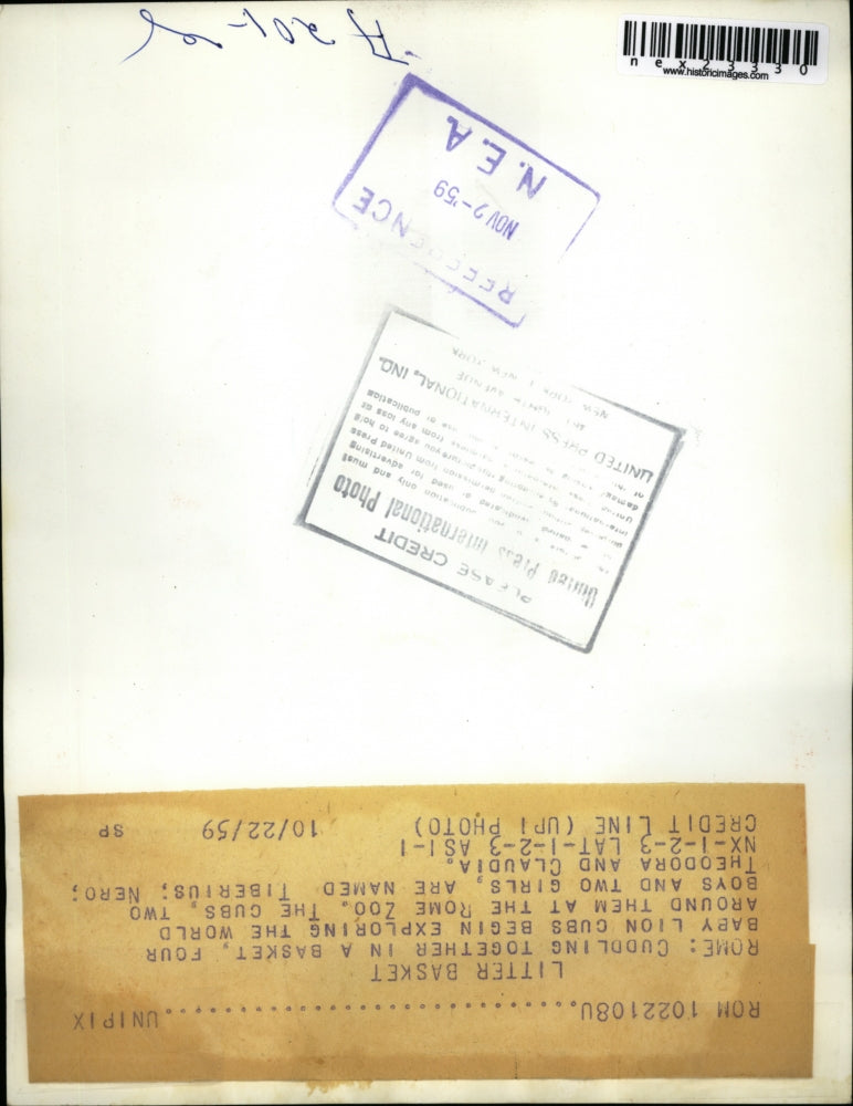 1959 Press Photo Rome Italt A litter of 4 baby lion cubs at the zoo