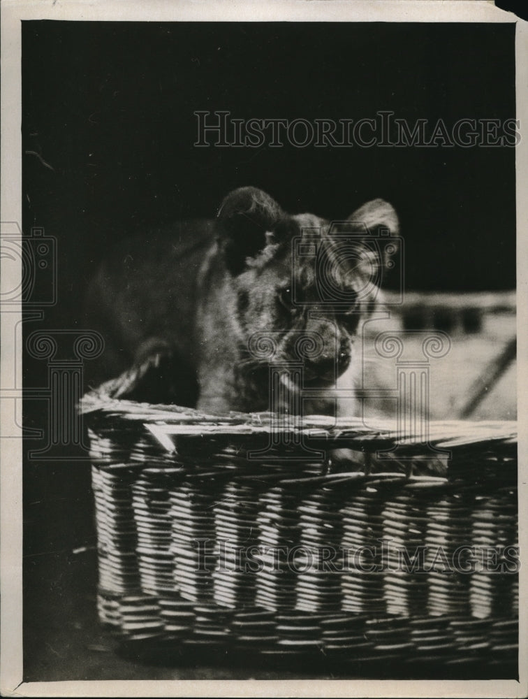 Load image into Gallery viewer, 1930 Press Photo Lion cubs in a basket at London Zoo
