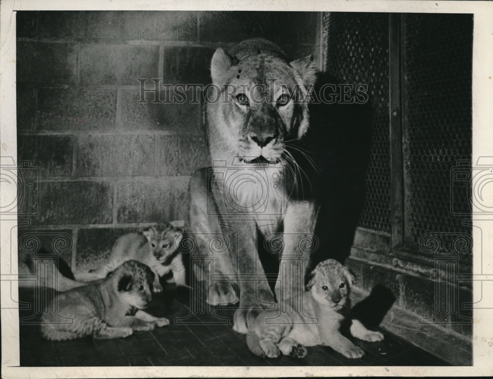 1945 Press Photo Milwaukee Wic Queen the zoo lion & her three cubs