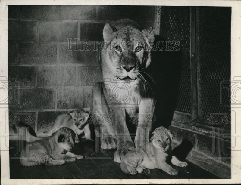 Load image into Gallery viewer, 1945 Press Photo Milwaukee Wic Queen the zoo lion &amp; her three cubs
