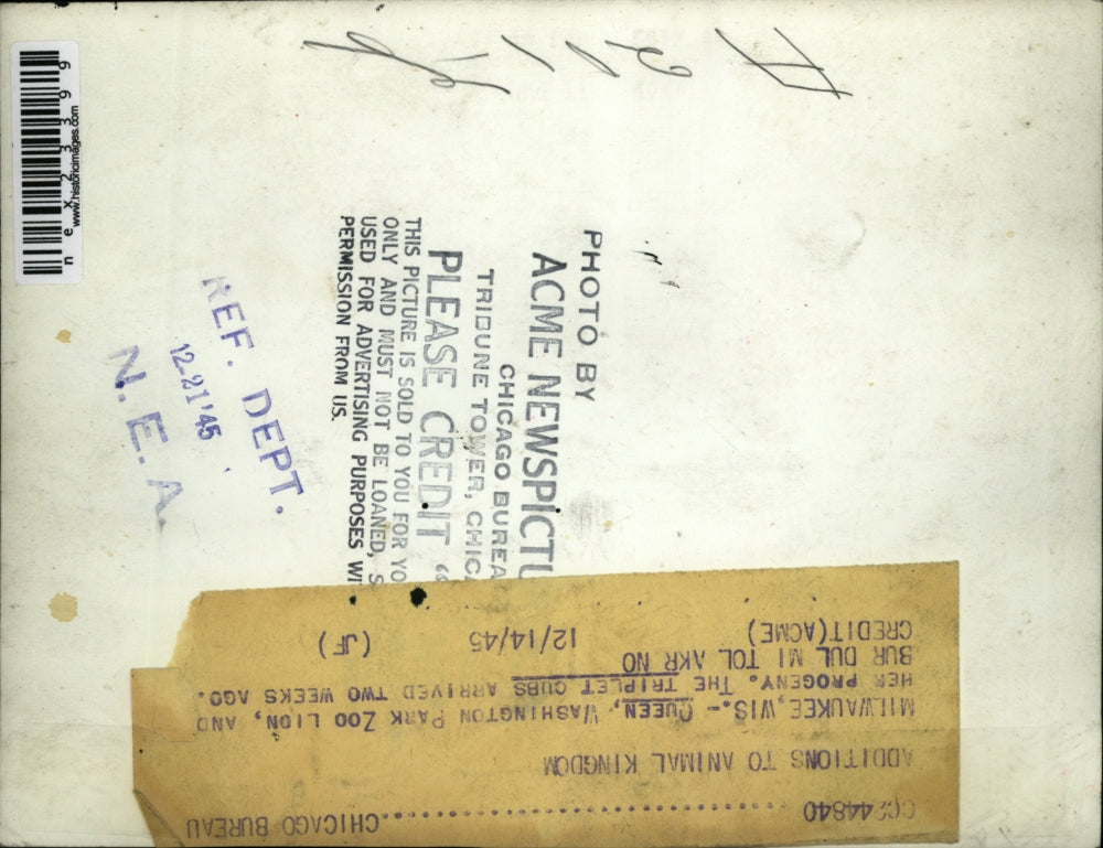 1945 Press Photo Milwaukee Wic Queen the zoo lion & her three cubs