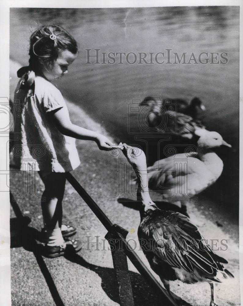 1951 Press Photo London England Sandra Falkingham feeding ducks