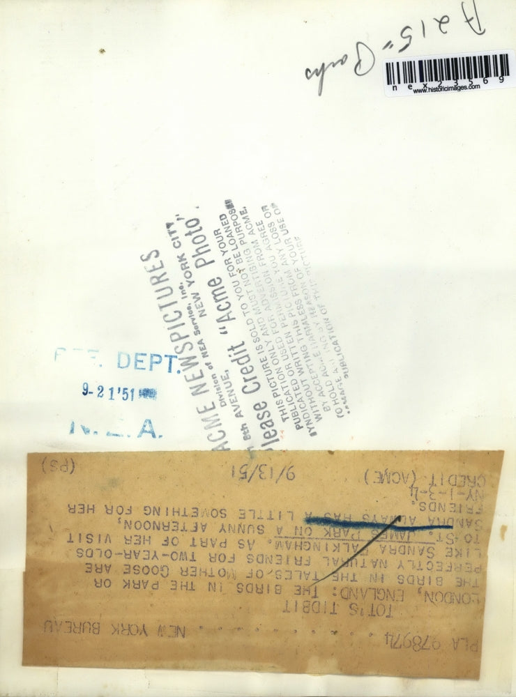 1951 Press Photo London England Sandra Falkingham feeding ducks