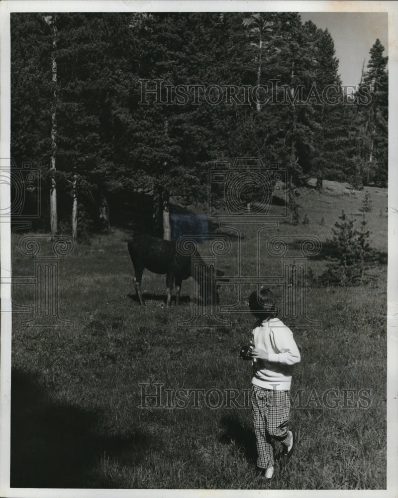 1962 Press Photo Girl Photographs Moose at Yellowstone National Park