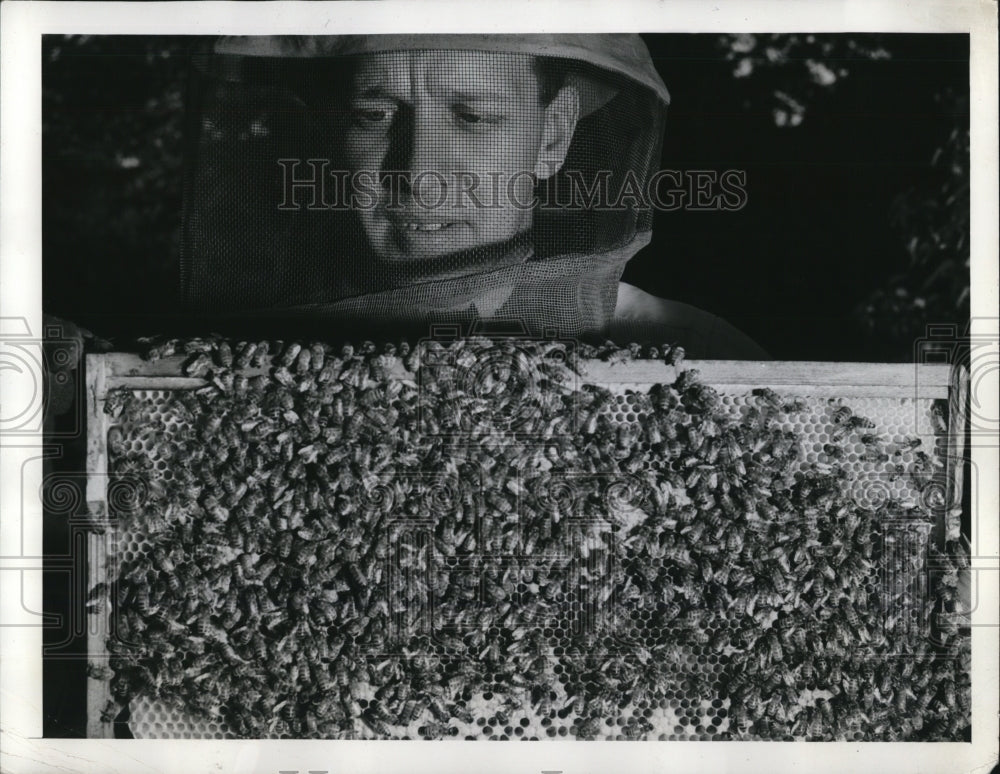 1942 Press Photo Bill wearing protective bee veil when handling his bees.