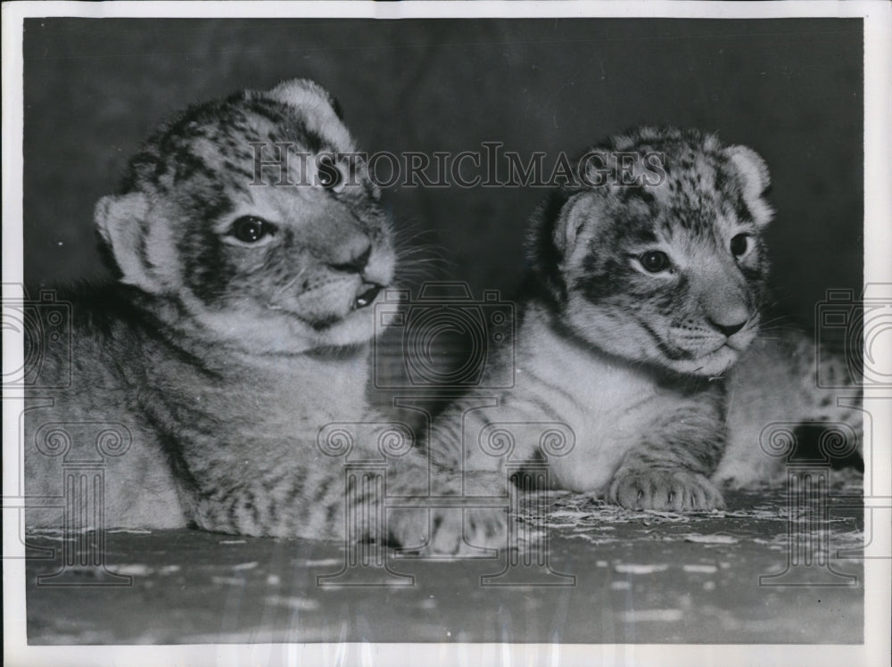 1956 Press Photo Lion Cubs Washington D.C. Zoo