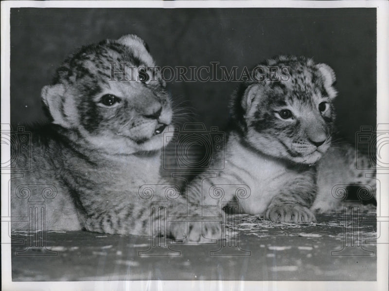Load image into Gallery viewer, 1956 Press Photo Lion Cubs Washington D.C. Zoo
