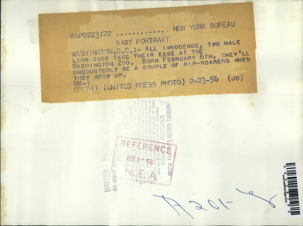 1956 Press Photo Lion Cubs Washington D.C. Zoo