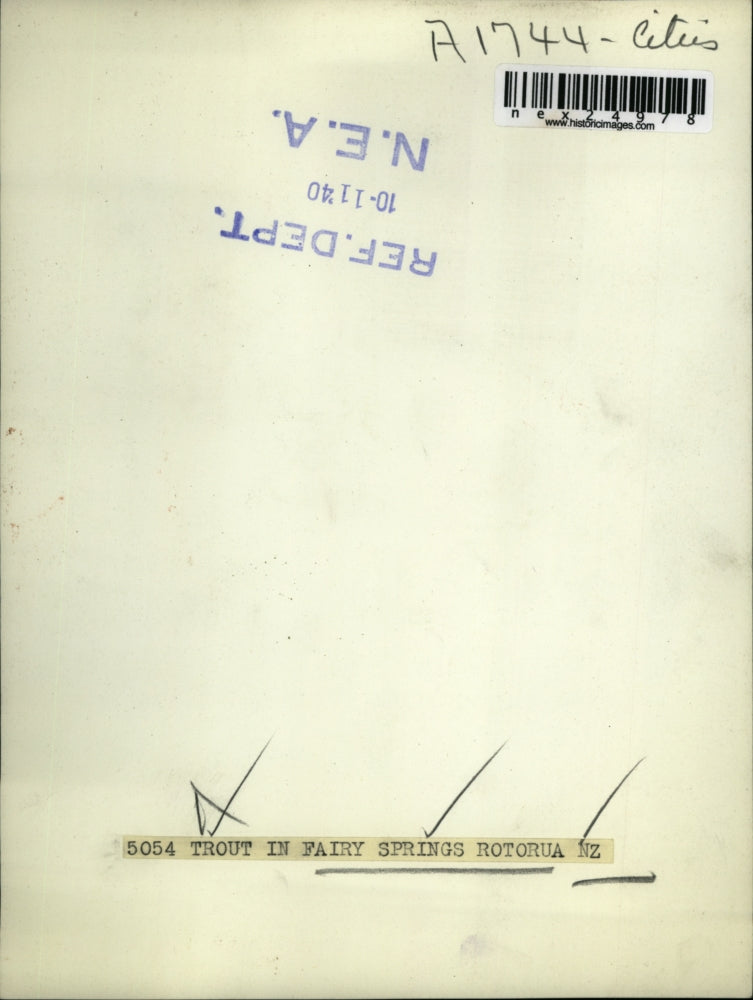 1940 Press Photo 5054 Trout In Fairy Springs Rotorua, New Zealand