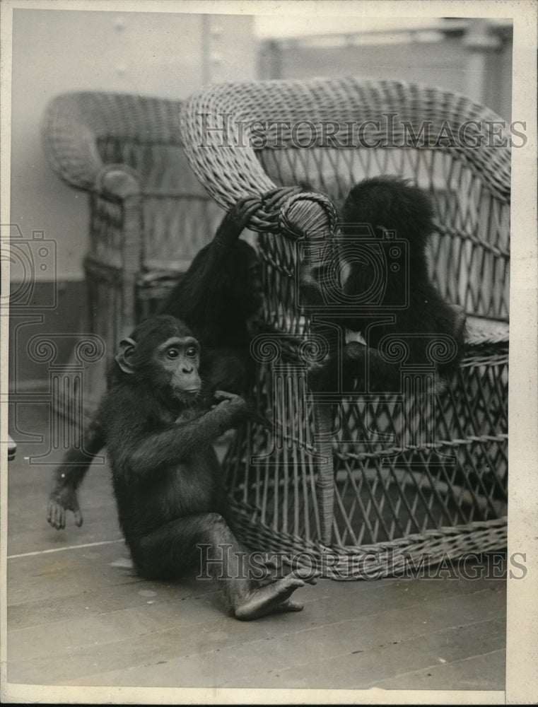 Load image into Gallery viewer, 1926 Press Photo 3 baby chimps from Belgian Congo South Africa
