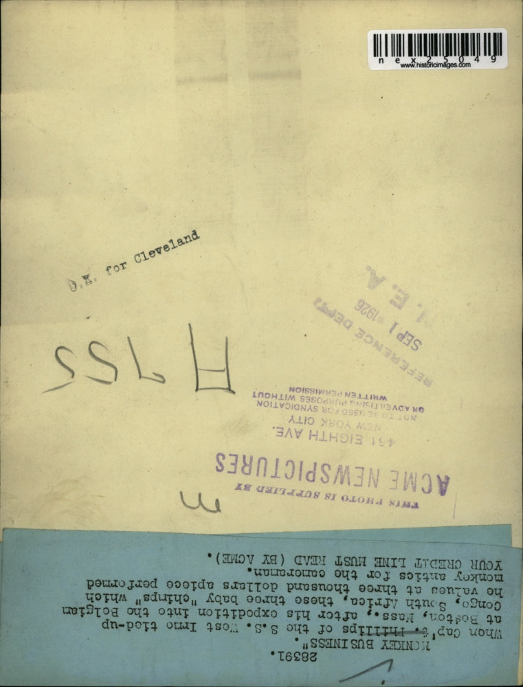 1926 Press Photo 3 baby chimps from Belgian Congo South Africa