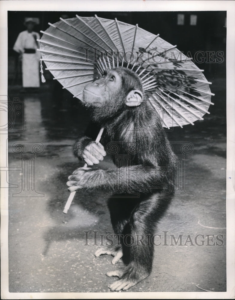 Load image into Gallery viewer, 1953 Press Photo Tokyo Zoo chimp - nex25050

