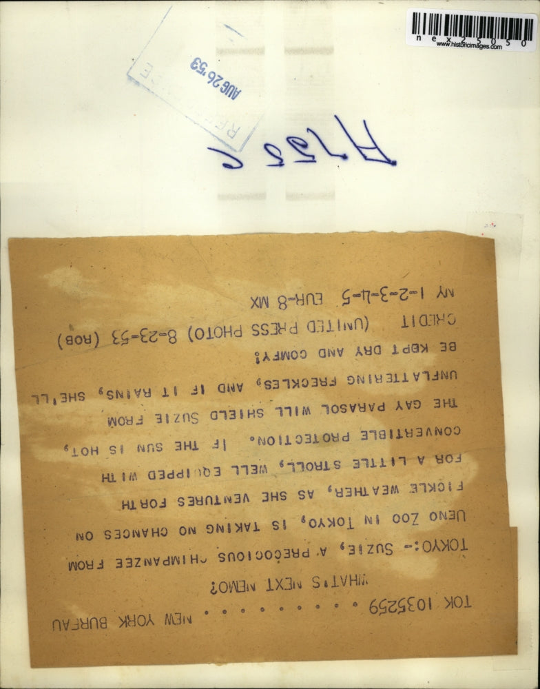 1953 Press Photo Tokyo Zoo chimp - nex25050