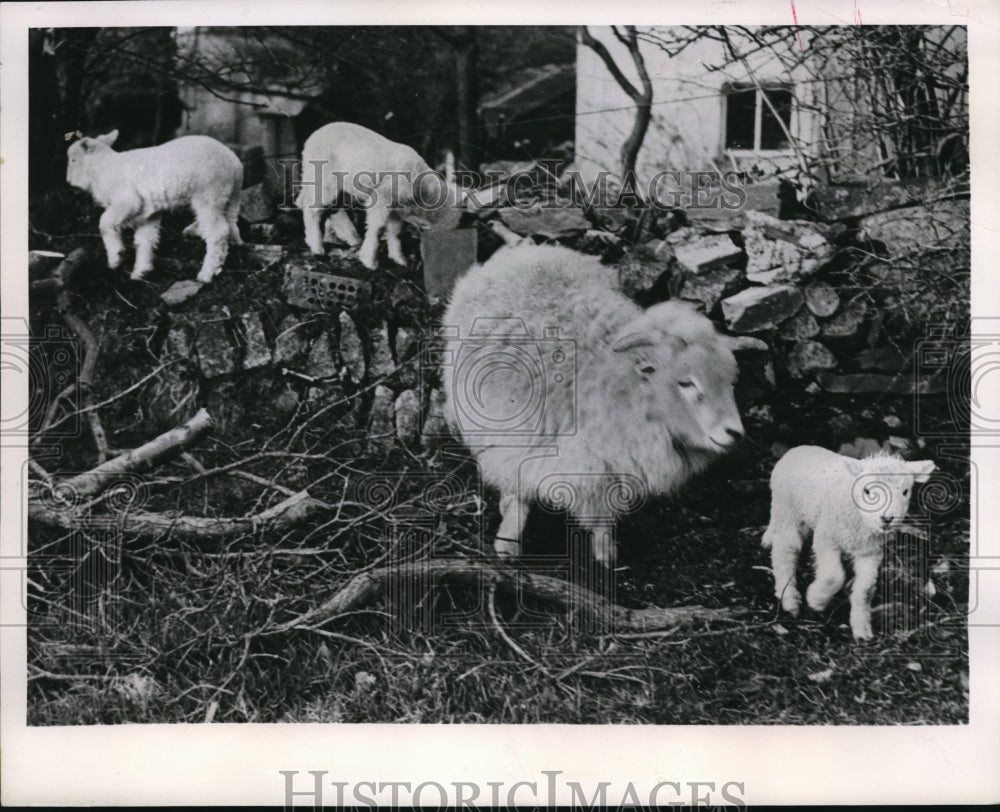 1950 Press Photo Mother sheep w/ offspring on Devonshire Farm in Meavy England