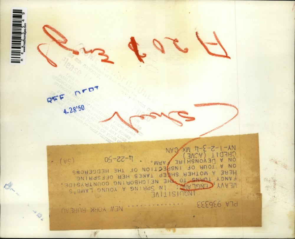 1950 Press Photo Mother sheep w/ offspring on Devonshire Farm in Meavy England