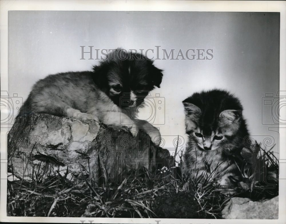 1962 Press Photo Pekingese pup and tiny grey kitten in Ottawa, Canada