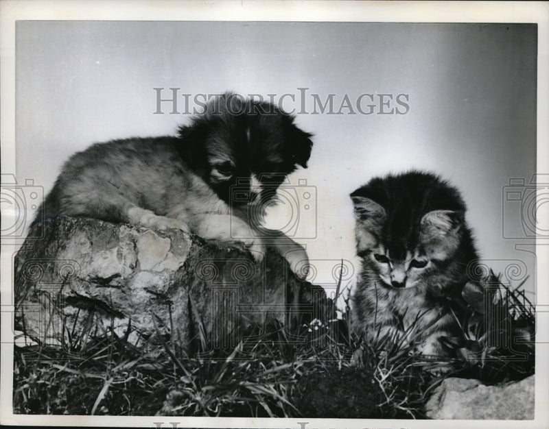 Load image into Gallery viewer, 1962 Press Photo Pekingese pup and tiny grey kitten in Ottawa, Canada
