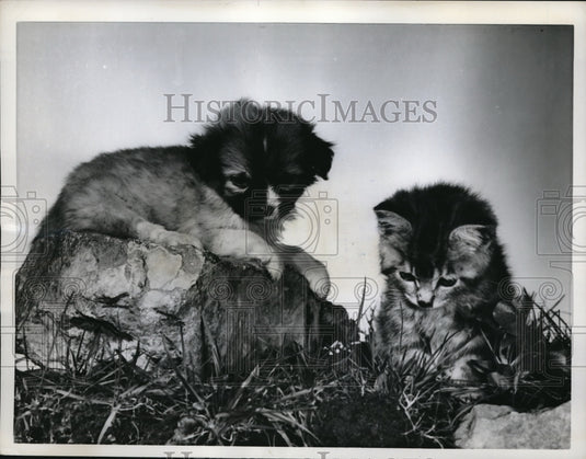 1962 Press Photo Pekingese pup and tiny grey kitten in Ottawa, Canada