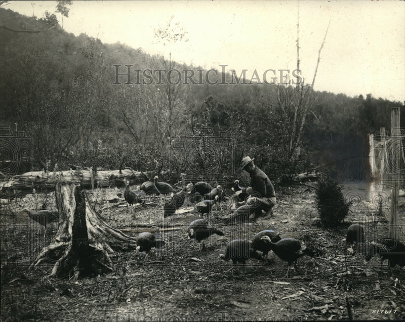 Load image into Gallery viewer, 1937 Press Photo U.S. Forest Ranger preparing some wild turkeys for release to
