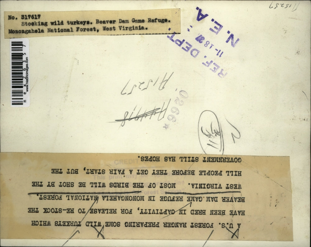 1937 Press Photo U.S. Forest Ranger preparing some wild turkeys for release to