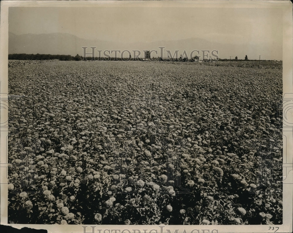 1934 Press Photo Bodger brothers, near Los Angeles, where world's prize zinnias