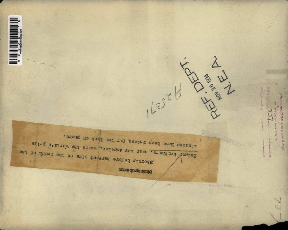 1934 Press Photo Bodger brothers, near Los Angeles, where world's prize zinnias