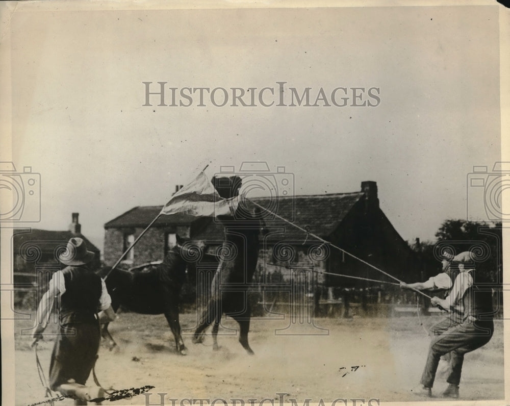 1926 Press Photo Some of the high spirited Welch ponies giving their hostlers a