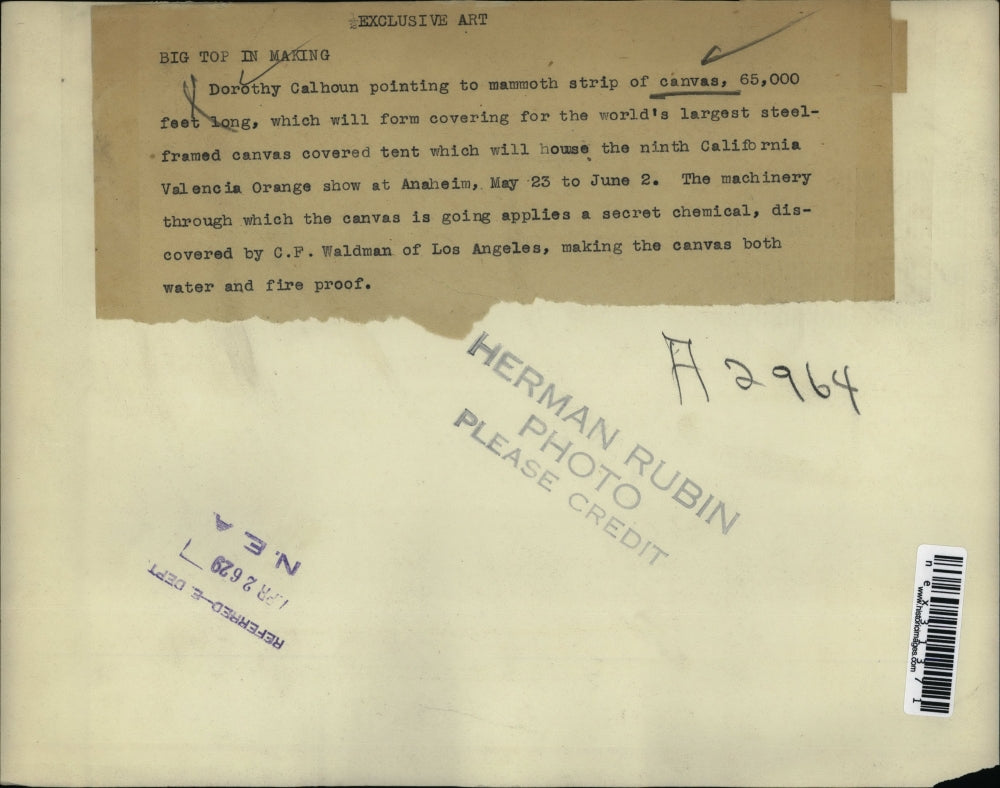 1929 Press Photo Dorothy Calboun pointing to a strip of canvas