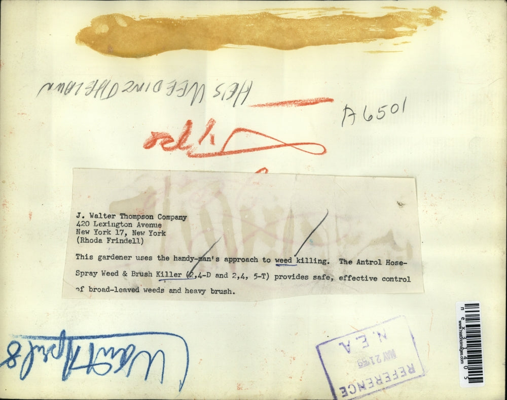 1959 Press Photo The gardener uses the Antrol Hose spray weed and brush killer