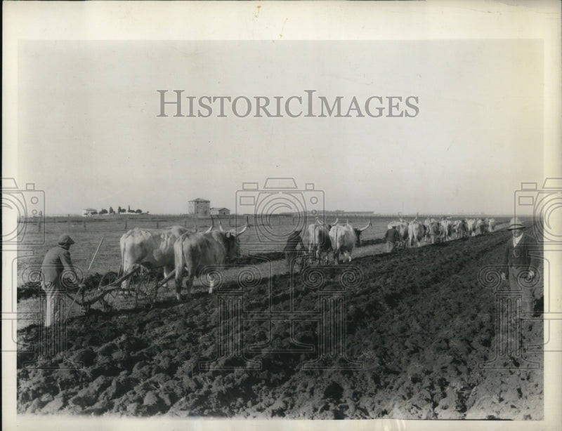 Load image into Gallery viewer, 1933 Press Photo Oxen Pull Plows &amp; Tillers at Balatonszemes, Hungary Farm
