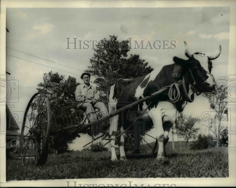 Load image into Gallery viewer, 1938 Press Photo Farmer Harold G. Shaw with his Ox Star
