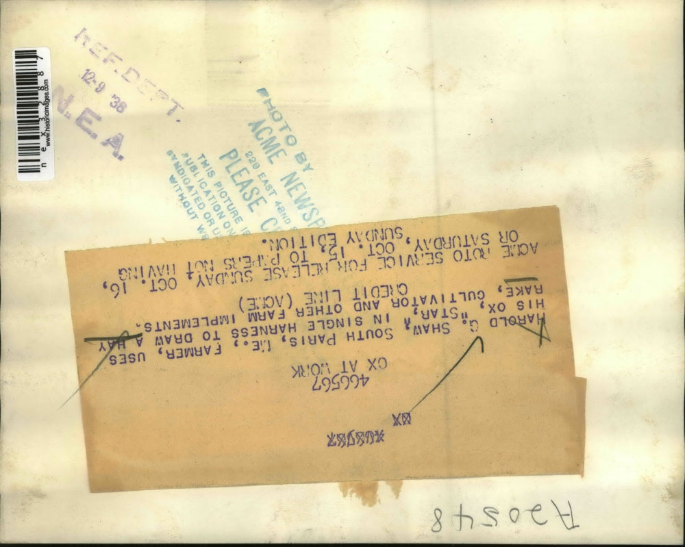 1938 Press Photo Farmer Harold G. Shaw with his Ox Star