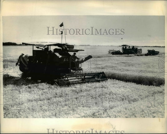 1975 Press Photo Wheat Harvest at Honan Province in China