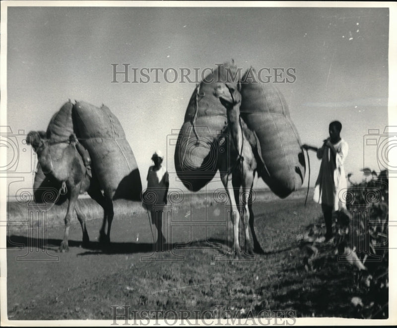 Load image into Gallery viewer, 1968 Press Photo Cotton slung across camel's back for delivery to Sudan Gezira
